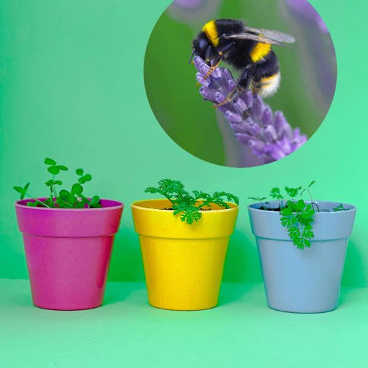 Three colorful pots with plants on a green background, inset with a bee on lavender.