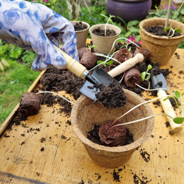 Coco coir biodegradable and reusable plant pot shown being filled with compost with a seedling