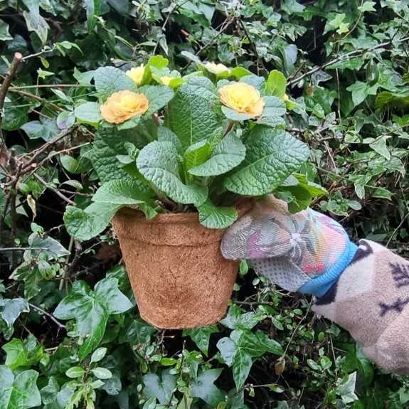 Coco coir biodegradable and reusable plant pot shown in a gloved hand with a bright flowering plant inside