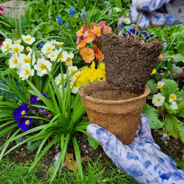 Coco coir biodegradable and reusable plant pot shown in a gloved hand with a plant being lifted out of it