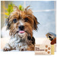 Dog shampoo bar shown alongside a wet dog in a bath