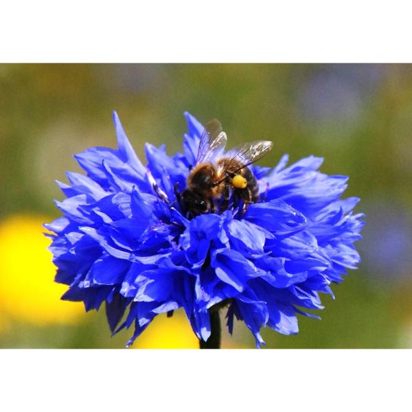 Bee on a blue flower with a blurred natural background