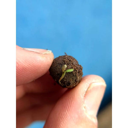 Small seedling emerging from a ball of soil held between fingers against a blue background