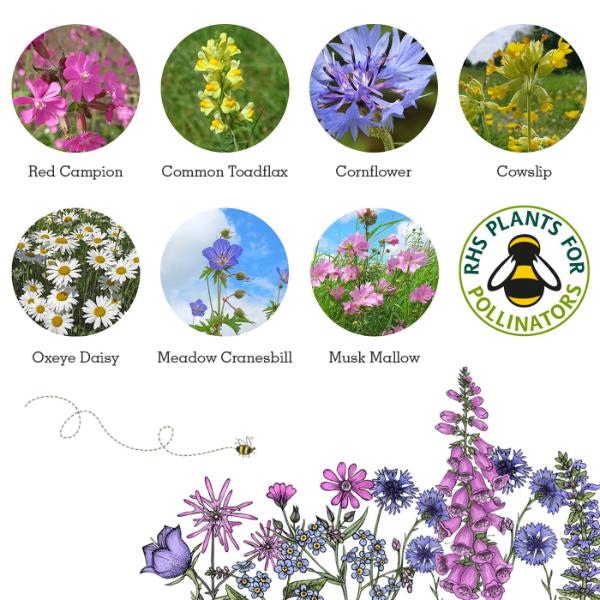 Illustrations of various flowers with labels and the RHS Plants for Pollinators logo.