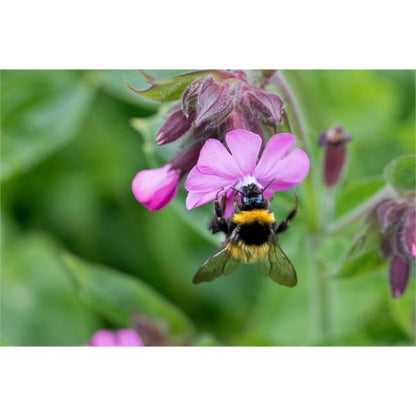 Bumblebee on a pink flower with a blurred green background