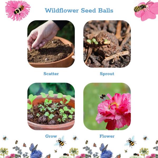 Step-by-step process of using wildflower seed balls with images of scattering, sprouting, growing, and flowering.