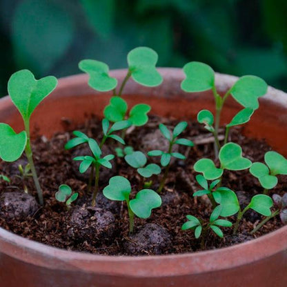 Green seedlings in a terracotta pot against a blurred green background