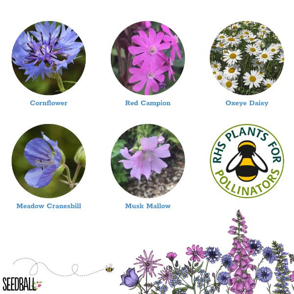 Images of various flowers with labels and the RHS Plants for Pollinators logo on a white background.