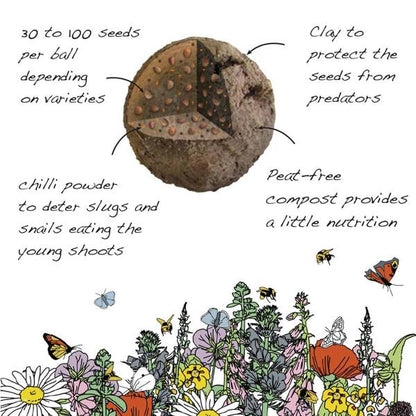 Illustration of a seed ball with text explaining its components and benefits, surrounded by flowers and insects.